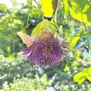 Imagem de Passiflora serratodigitata L.