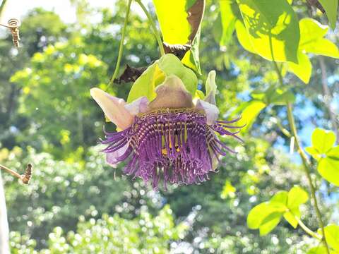 Imagem de Passiflora serratodigitata L.