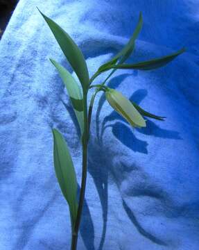 Image of mountain bellwort