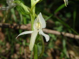 Image of lesser butterfly-orchid