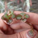 Image of Crassula spathulata Thunb.