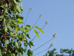 Image of Ipomoea neei (Spreng.) O'Donell