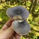 Image of Entoloma indigoferum (Ellis) Sacc. 1887