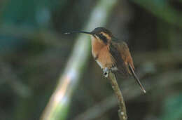 Image of Reddish Hermit