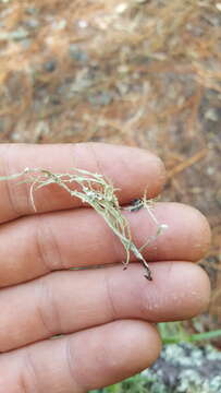 Image of cartilage lichen