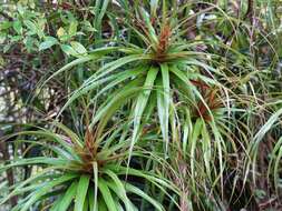 Image of Dracophyllum latifolium A. Cunn.