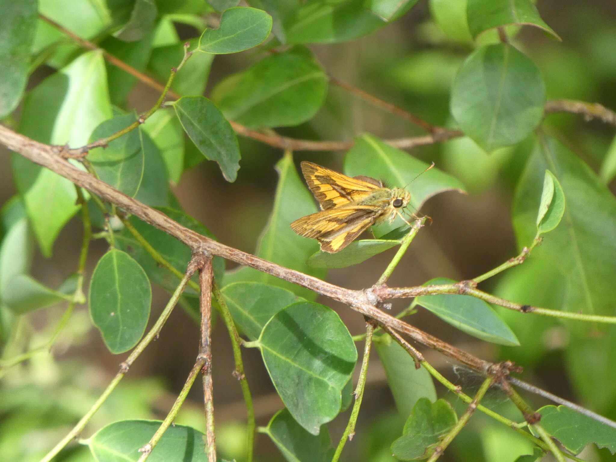 Image of Dark Palm Dart