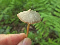 Слика од Entoloma araneosum (Quél.) M. M. Moser 1978