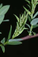 Image of Salix myrtilloides L.