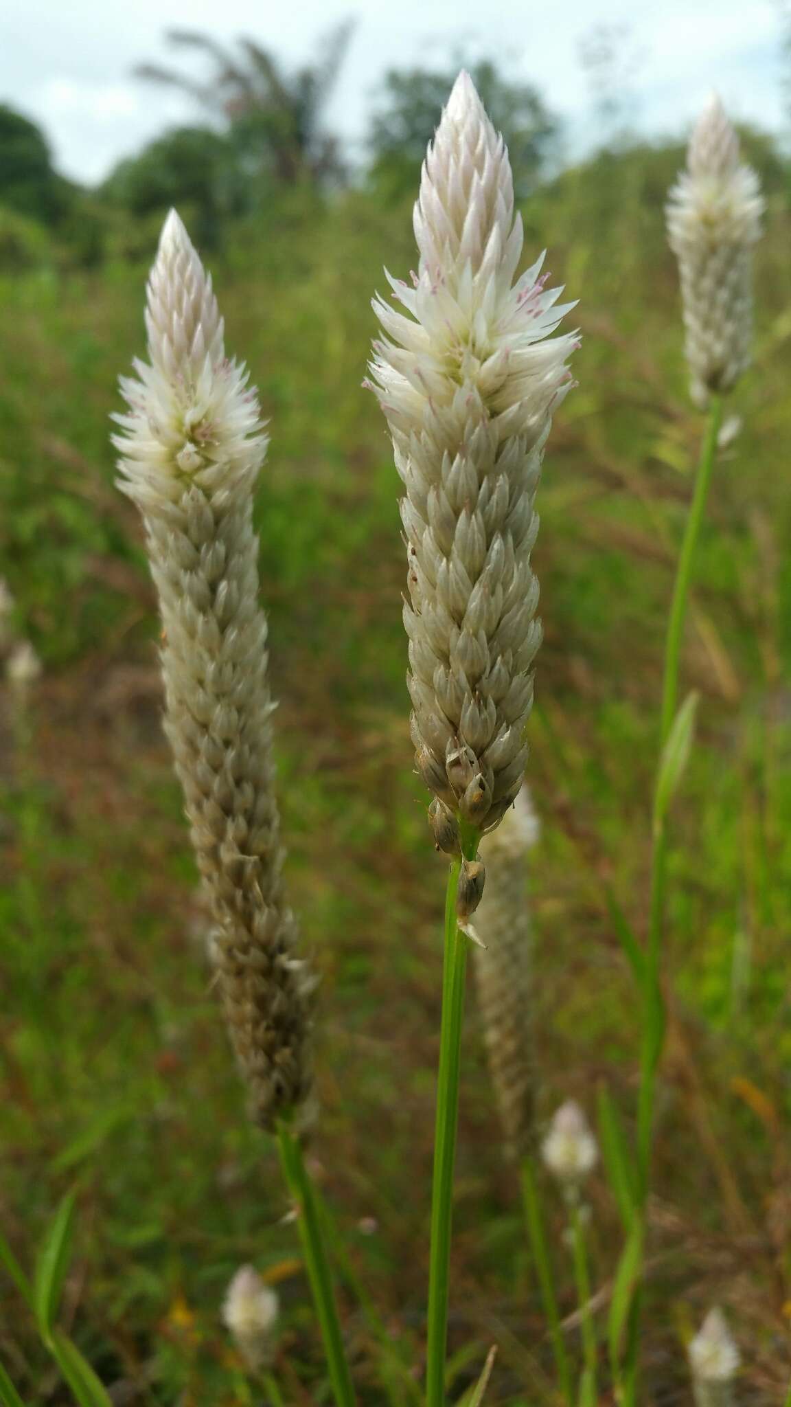 Imagem de Celosia argentea L.