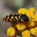 Image of Acmaeodera quadrifasciata prunneri Spinola 1838