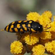 Image of Acmaeodera quadrifasciata prunneri Spinola 1838