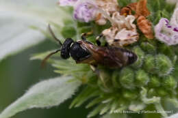 Imagem de Hylaeus leptocephalus (Morawitz 1870)