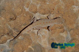 Image of Blandford's Semaphore Gecko