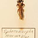 Image of Sphecomorpha murina (Klug 1825)