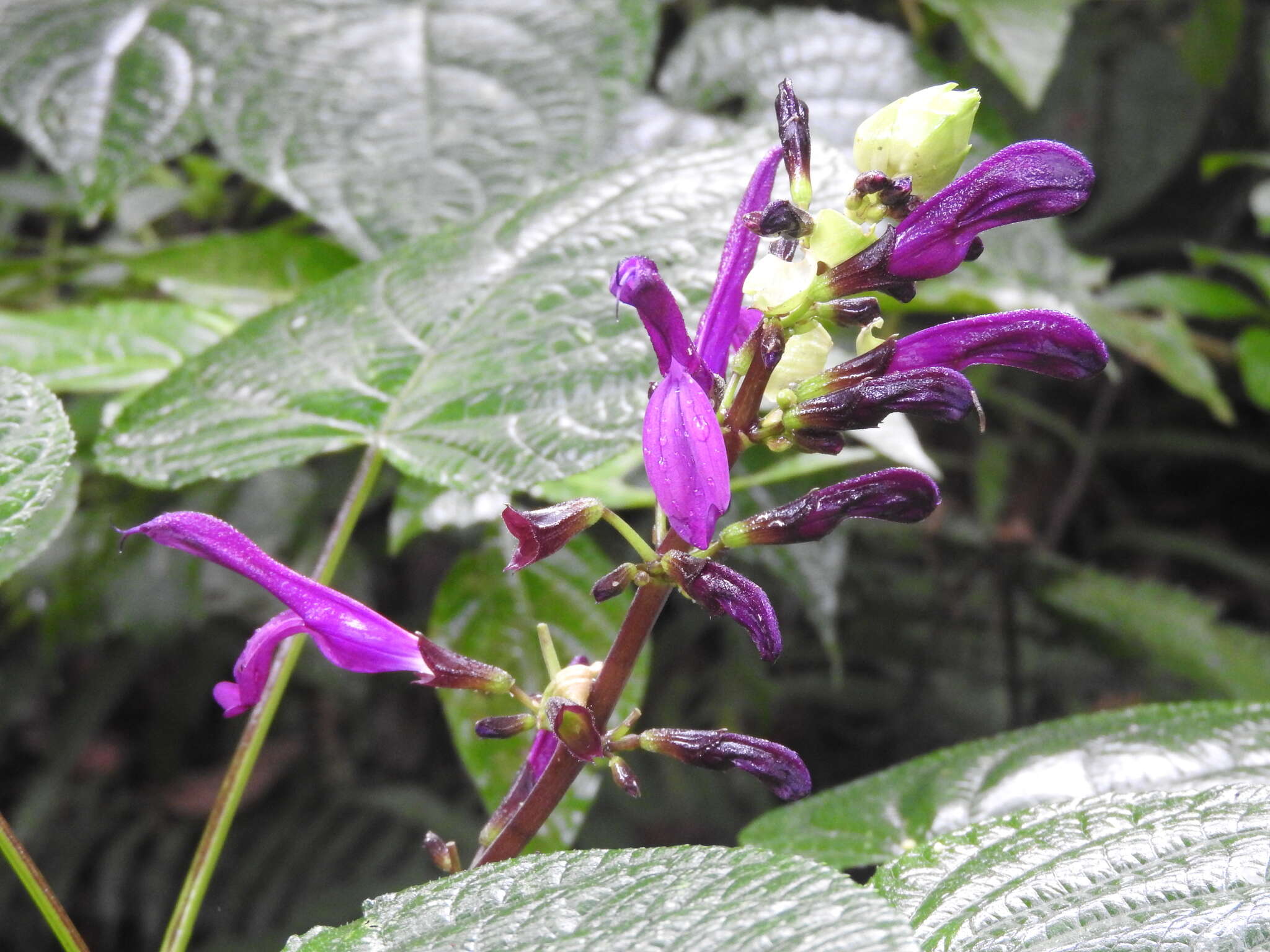 Image of Salvia recurva Benth.