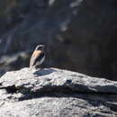 Image of Red-backed Sierra Finch