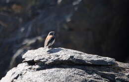 Image of Red-backed Sierra Finch