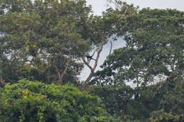 Image of Long-haired Spider Monkey