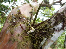 Image of fleshyleaf violet orchid