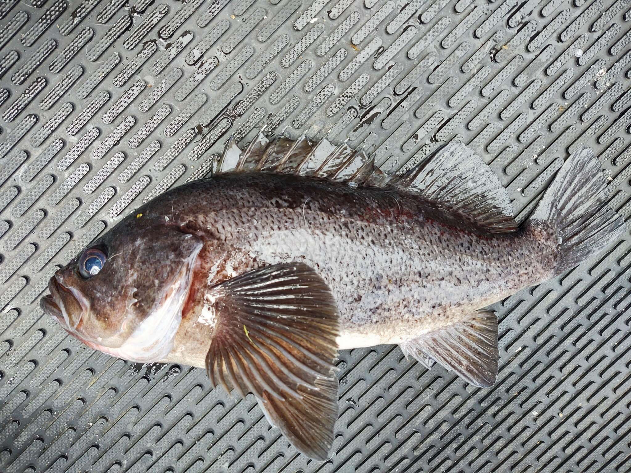 Image of Black rockfish