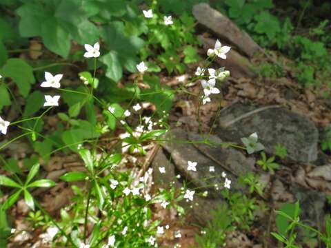 Plancia ëd Galium dahuricum Turcz. ex Ledeb.