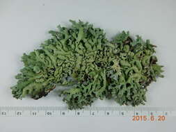 Image of Lattice tube lichen