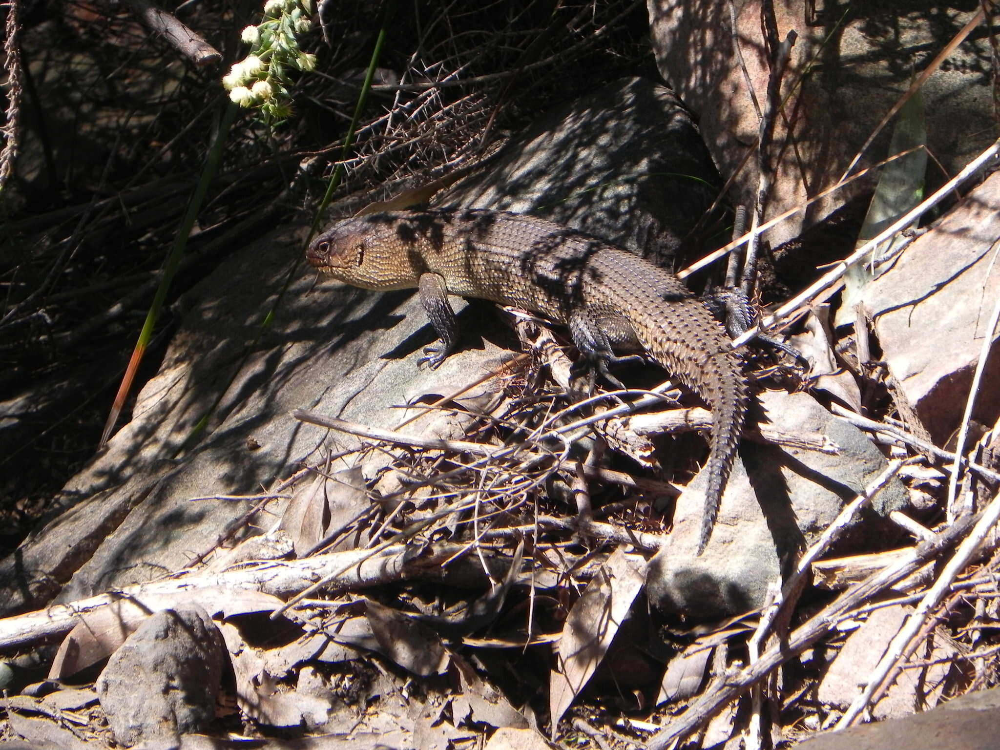 Image of Cunningham's skink