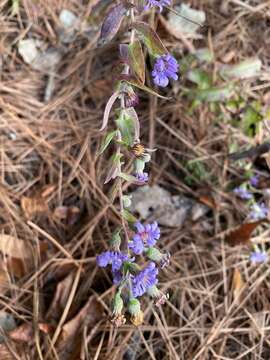 Sivun <i>Symphyotrichum <i>patens</i></i> var. patens kuva