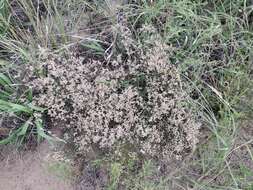 Image of spreading buckwheat