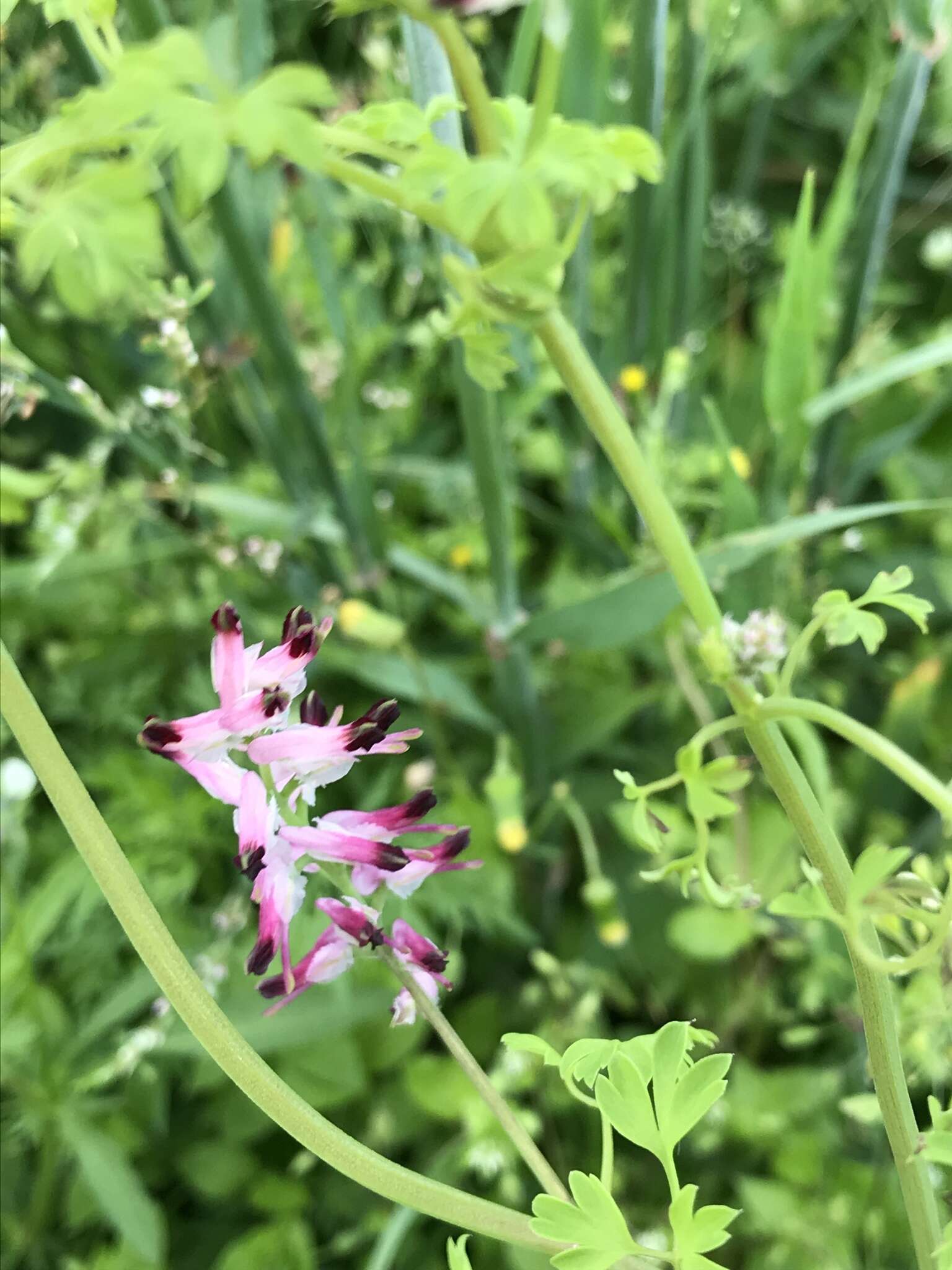 Sivun Fumaria muralis subsp. boraei (Jord.) Pugsley kuva