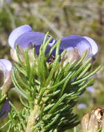 Image of Psoralea speciosa Eckl. & Zeyh.