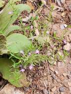 Hedeoma drummondii var. drummondii resmi