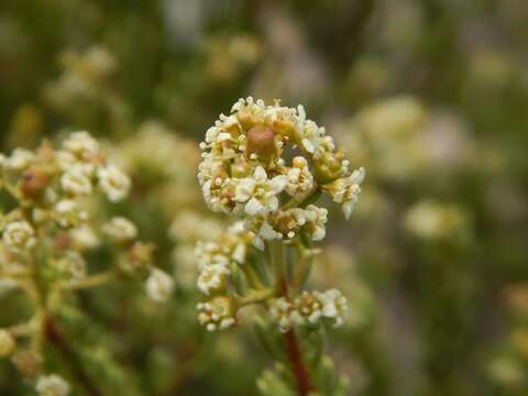 Image of Mortonia palmeri Hemsl.