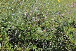 Image of mint vervain