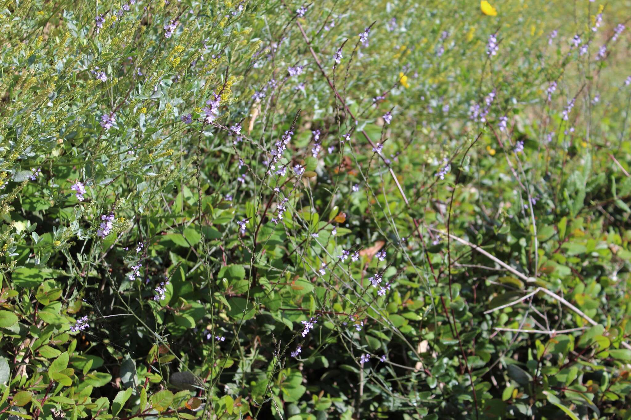 Image of mint vervain