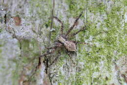 Image of Philodromus cespitum (Walckenaer 1802)