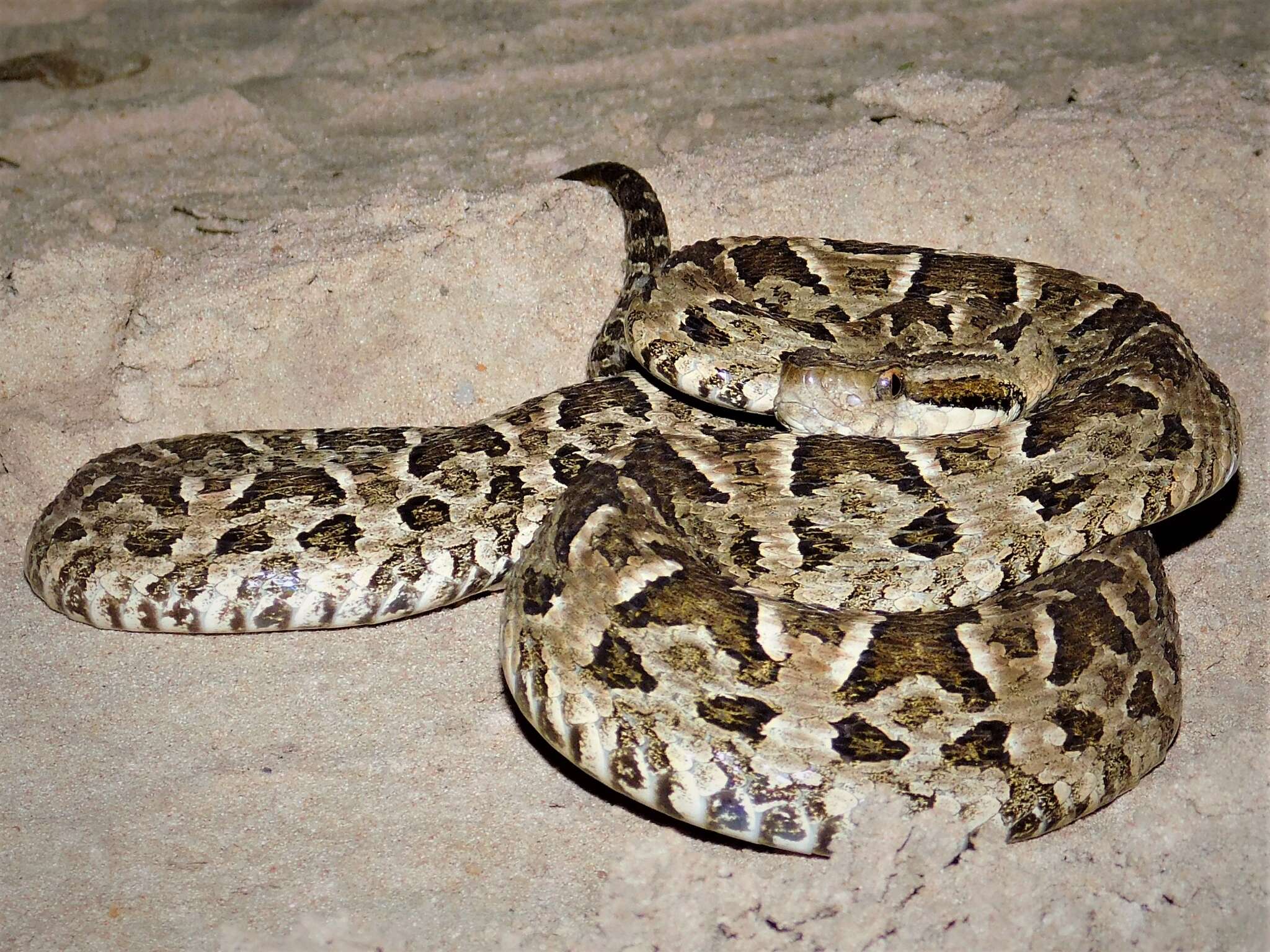 Image of Bothrops diporus Cope 1862