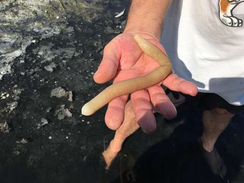 Image of Common Peanut Worm