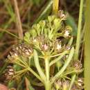 Image de Schizoglossum bidens subsp. atrorubens (Schltr.) Kupicha