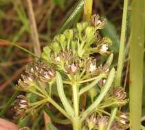 Image of Schizoglossum bidens subsp. atrorubens (Schltr.) Kupicha