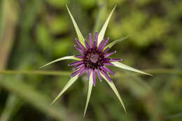 Image of Tragopogon coelesyriacus Boiss.