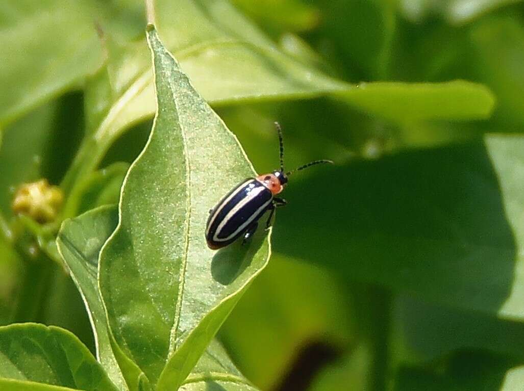 Image of Pigweed Flea Beetle