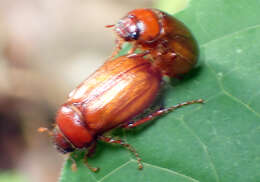 Image of Heptophylla picea Motschulsky 1857