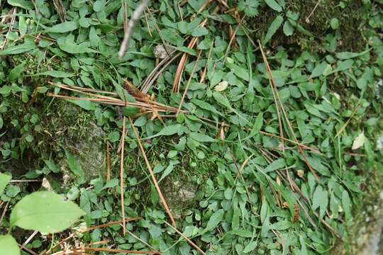 Imagem de Asplenium ruprechtii Kurata