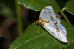 Abraxas pantaria Linnaeus 1767 resmi