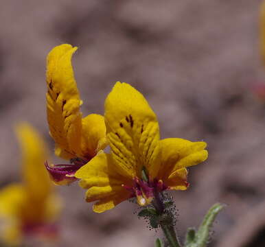 Imagem de Schizanthus coccineus (Phil.) J. M. Watson