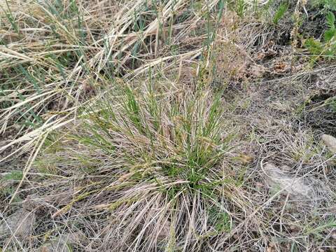 Image of Carex pediformis C. A. Mey.