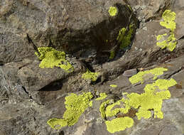 Image of Gold cobblestone lichen