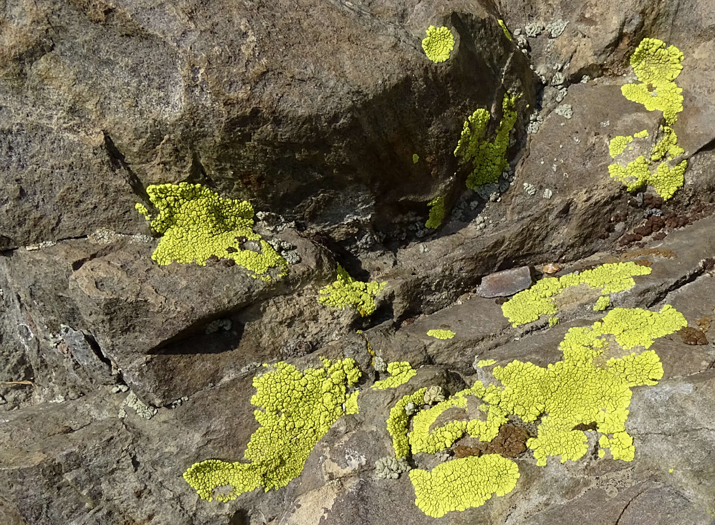 Image of Gold cobblestone lichen